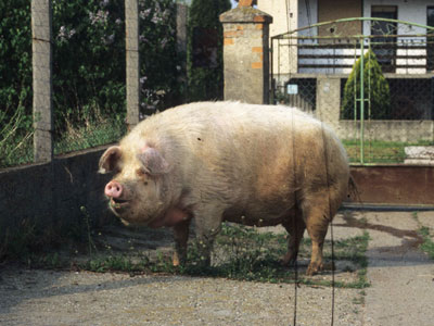 [...], um mir das fetteste Schwein des Dorfes zu zeigen, [...].